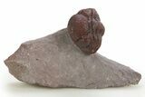 Enrolled Red Austerops Trilobite - Hmar Laghdad, Morocco #328628-1